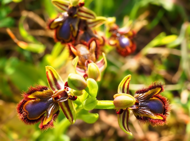 Ophrys speculum