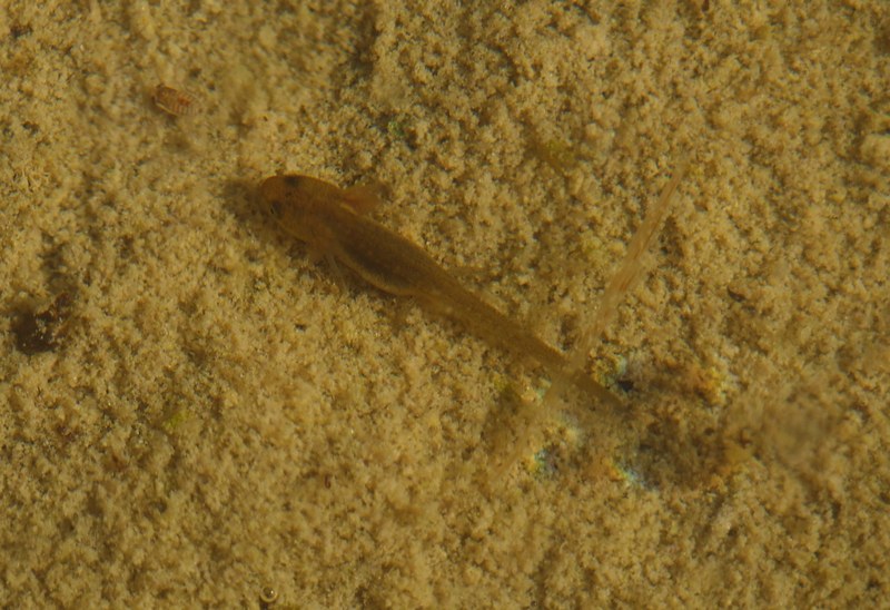 Larve in un fontanile - Lissotriton vulgaris, Pelophylax sp.