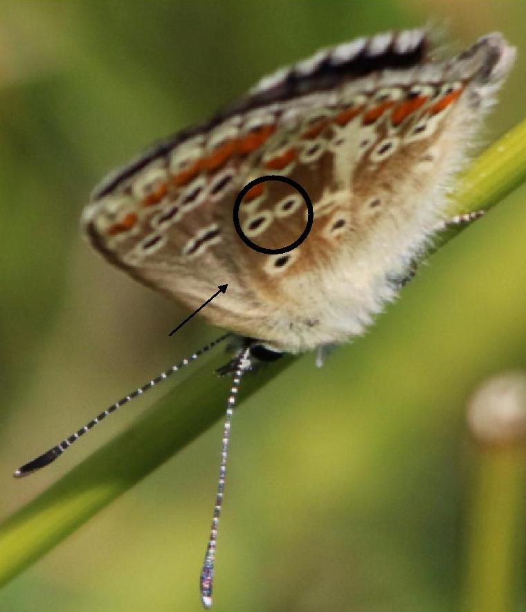 Polyommatus icarus  e Aricia agestis, Lycaenidae