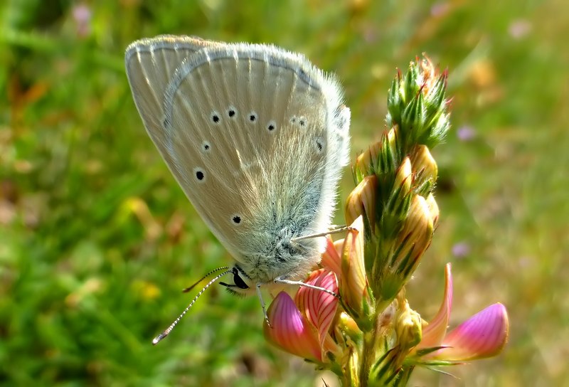 Farfalle del Subasio