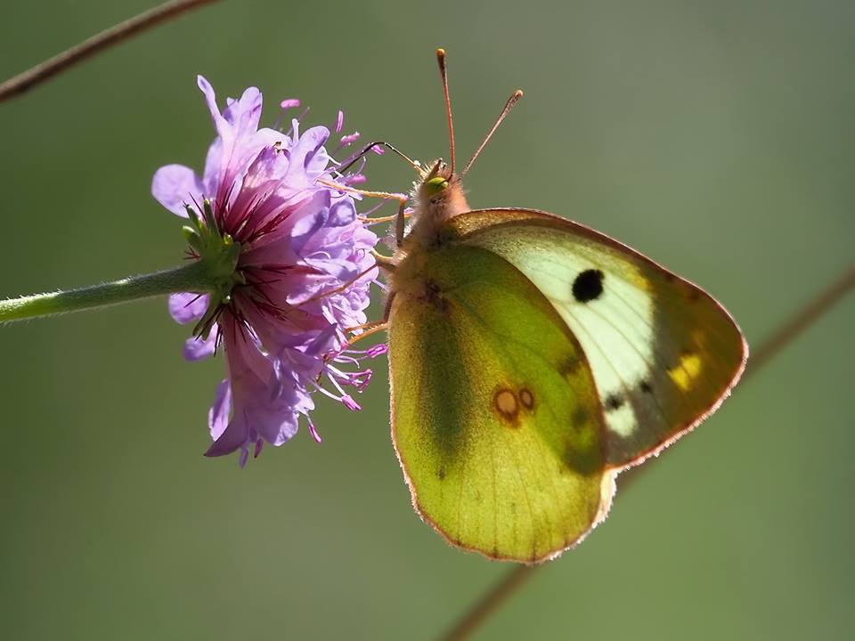 Colias crocea forma helice? S