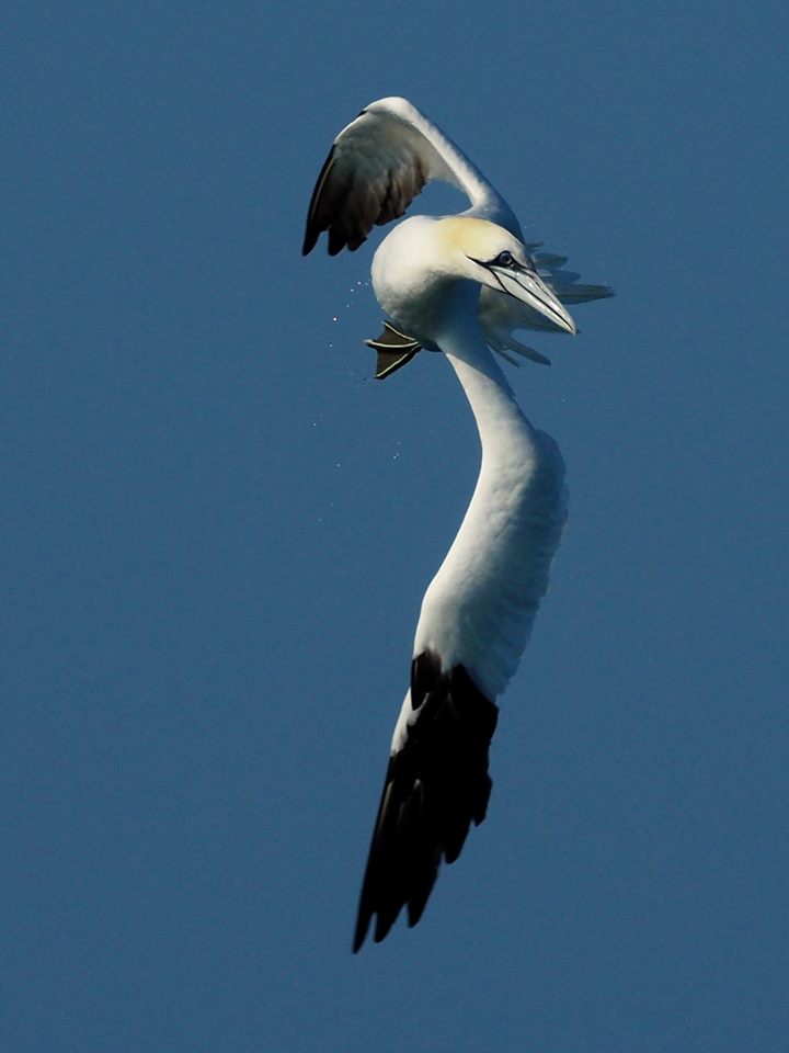 Sula bassana (Morus bassanus)