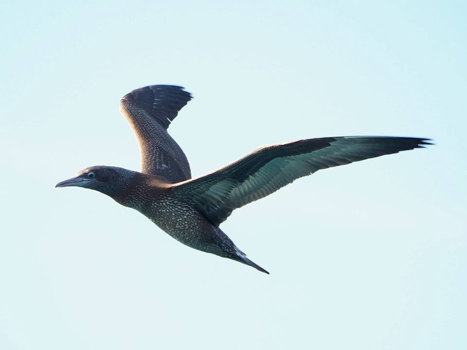 Sula bassana (Morus bassanus)