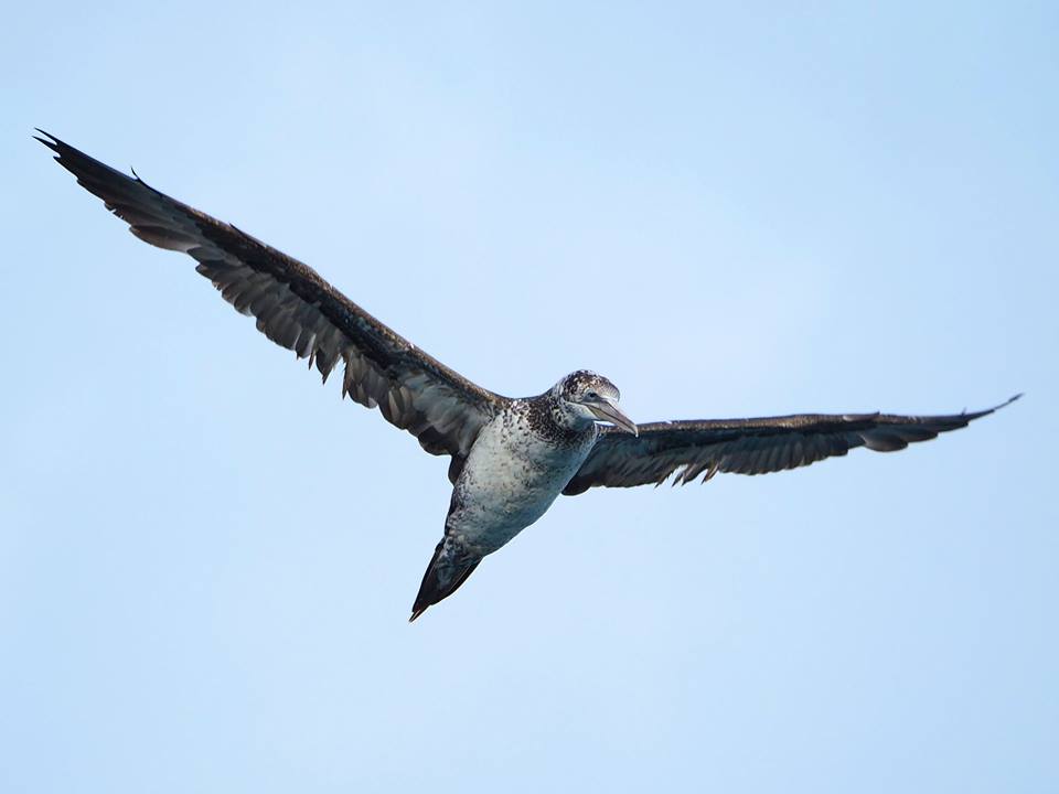 Sula bassana (Morus bassanus)