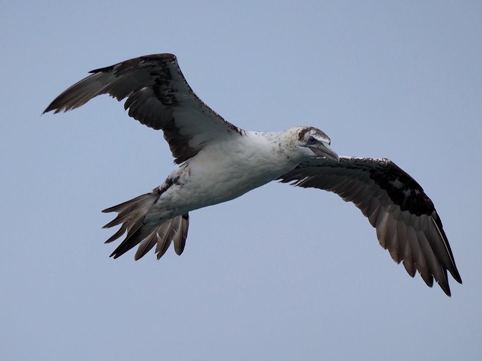 Sula bassana (Morus bassanus)