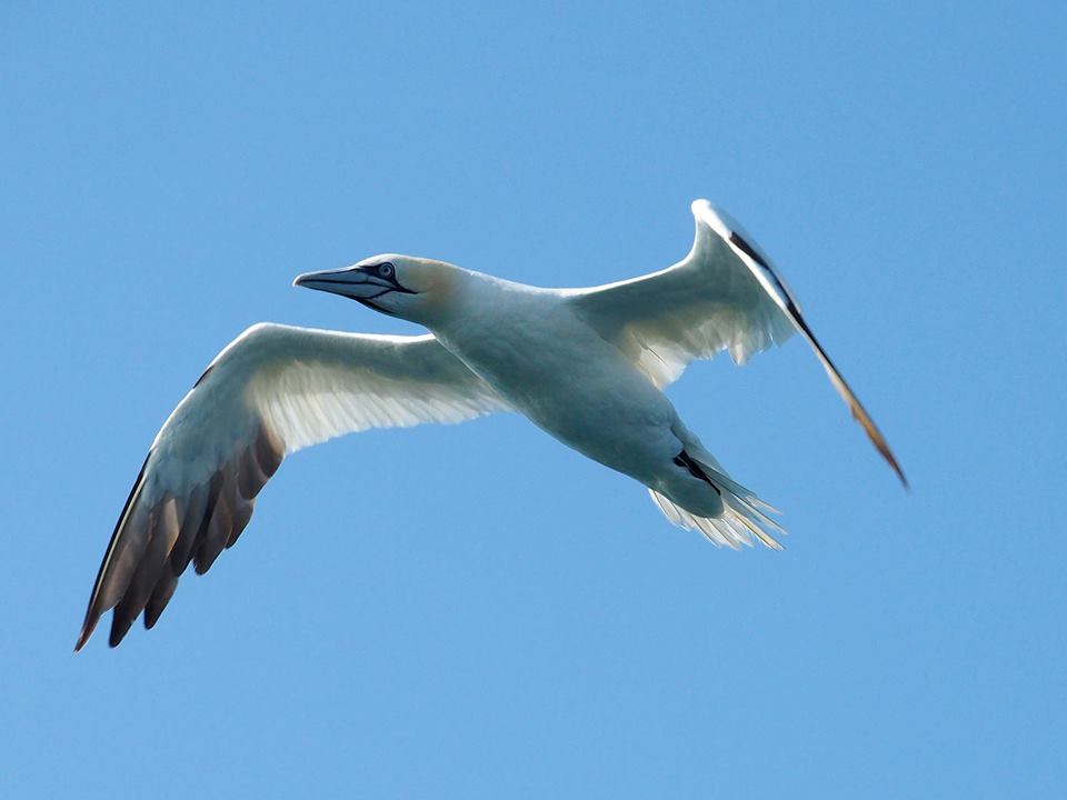 Sula bassana (Morus bassanus)