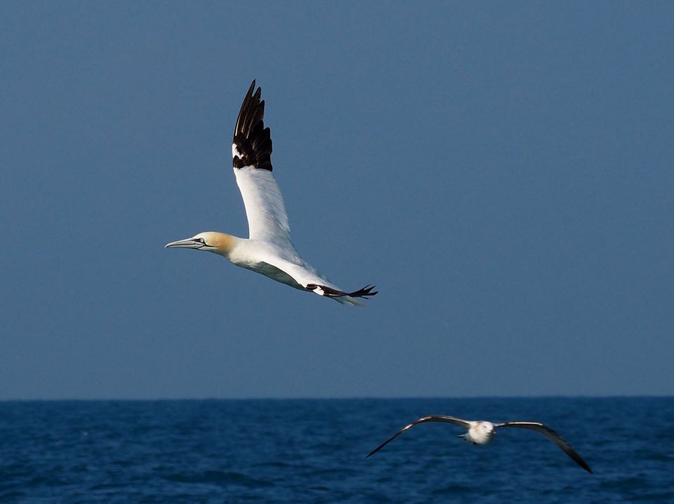 Sula bassana (Morus bassanus)