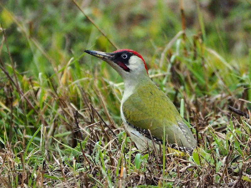 Picchio verde  ♂