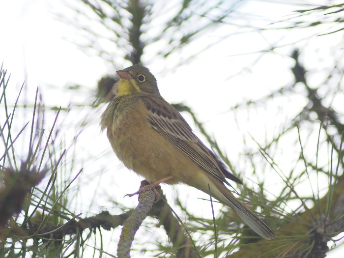 il mio primo Ortolano (Emberiza hortulana)