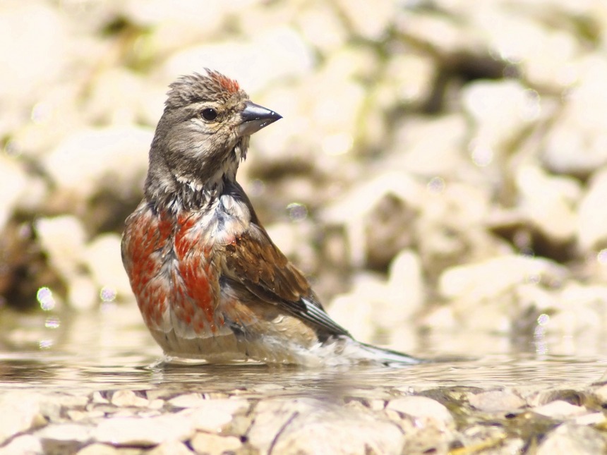 carrellata di Fanelli