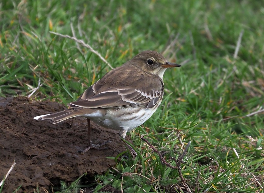 Spioncello (Anthus spinoletta)