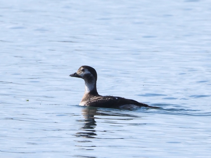 Moretta codona (Clangula hyemalis) in Toscana