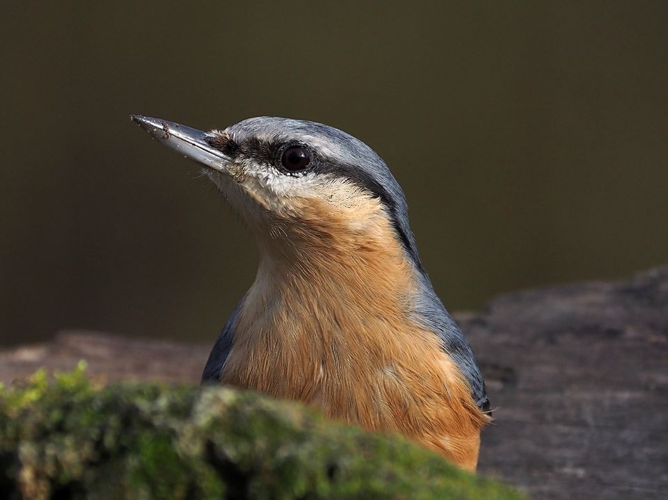 Picchio muratore (Sitta europaea)