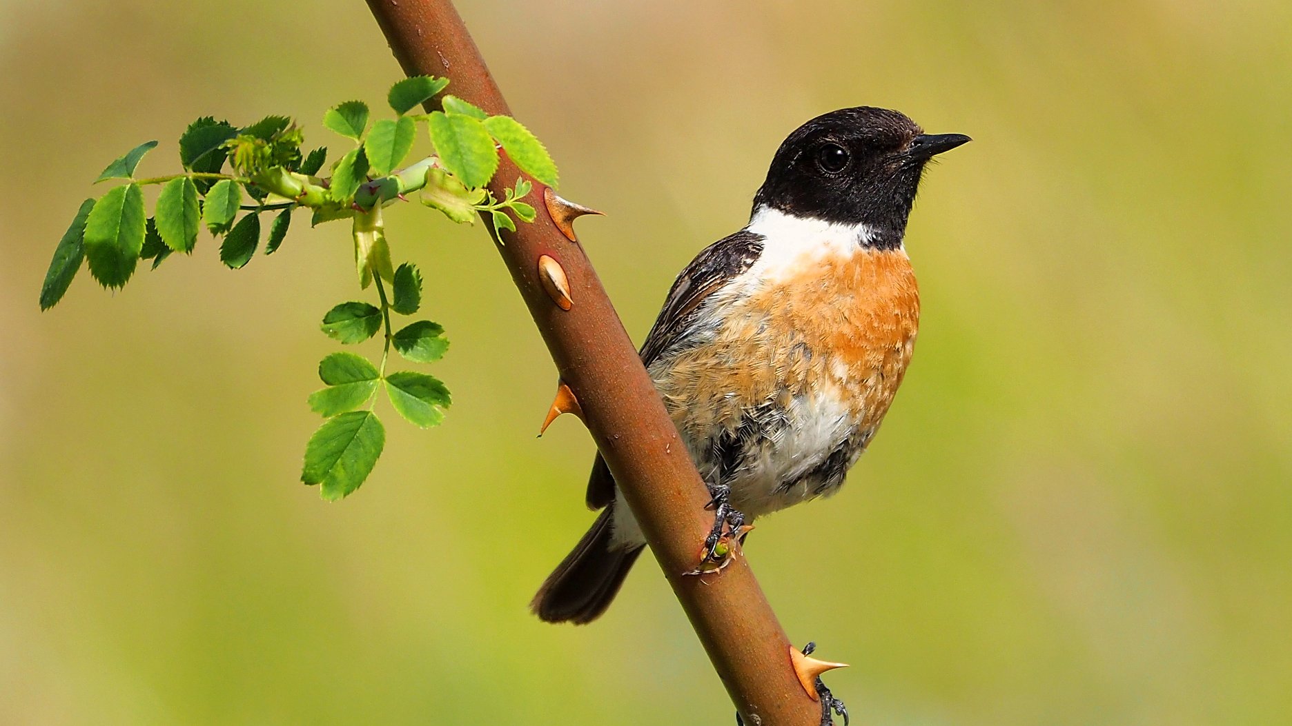 Saltimpalo  (Saxicola torquatus)