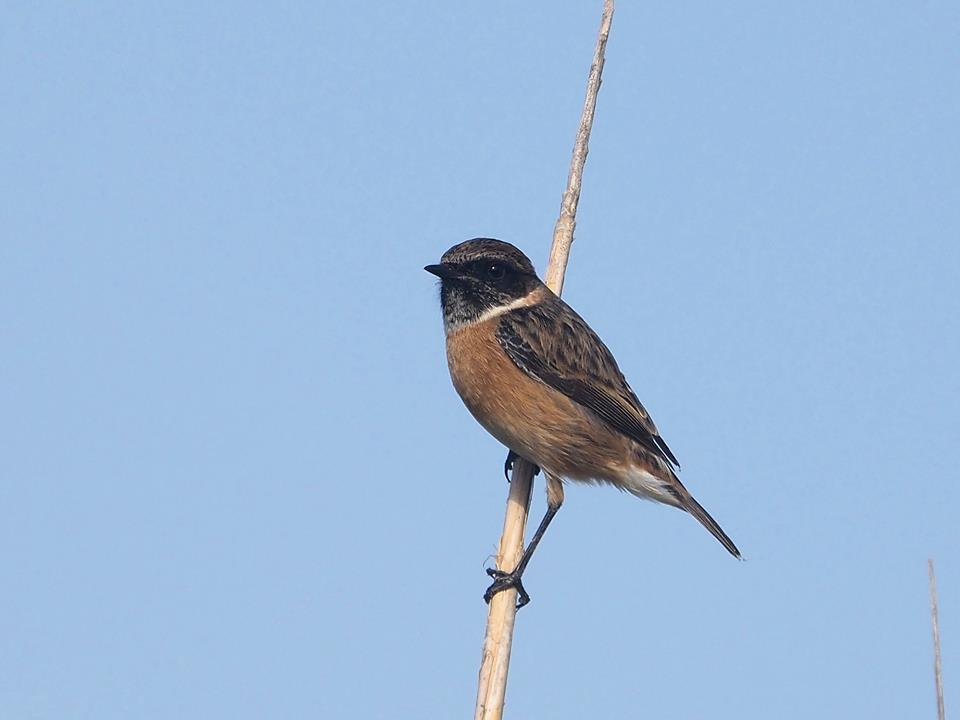 Saltimpalo  (Saxicola torquatus)