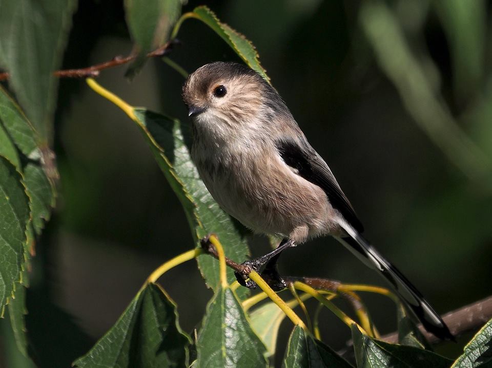 Codibugnolo (Aegithalos caudatus)