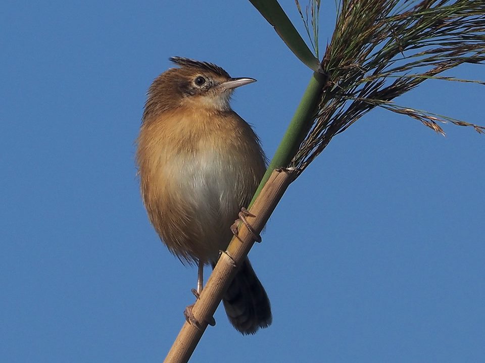 Beccamoschino (Cisticola juncidis)