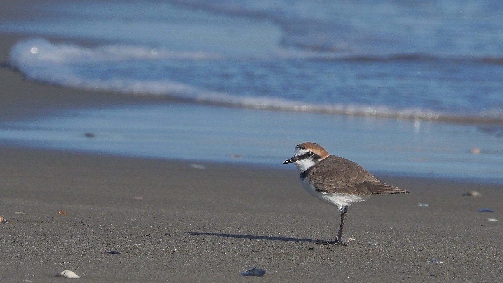 Fratino  (Charadrius alexandrinus)