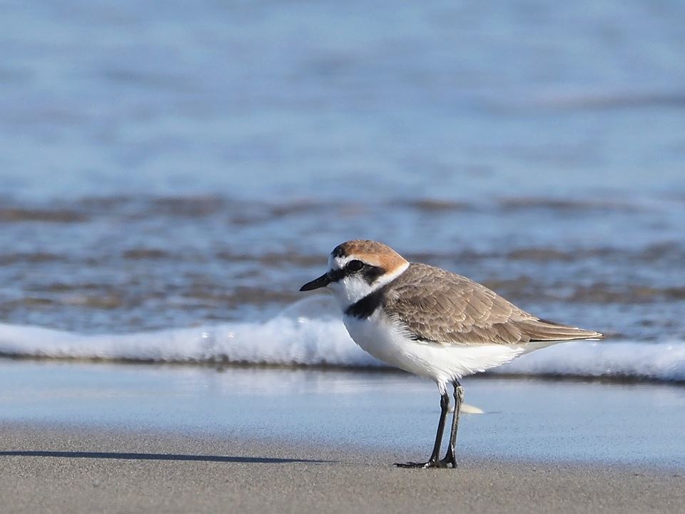 Fratino  (Charadrius alexandrinus)