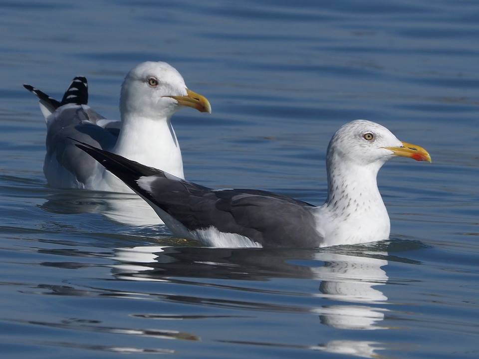 Zafferano (Larus fuscus)