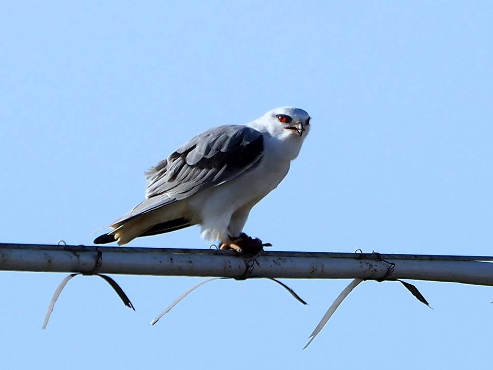 Nibbio bianco (Elanus caeruleus)