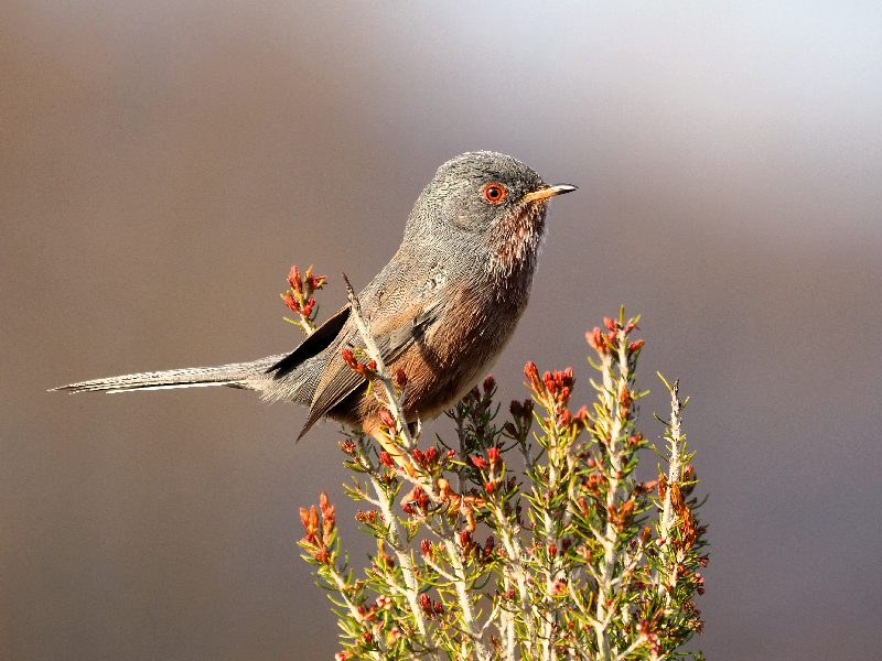 Magnanina (Sylvia undata)