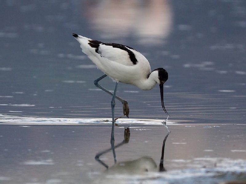 Avocette