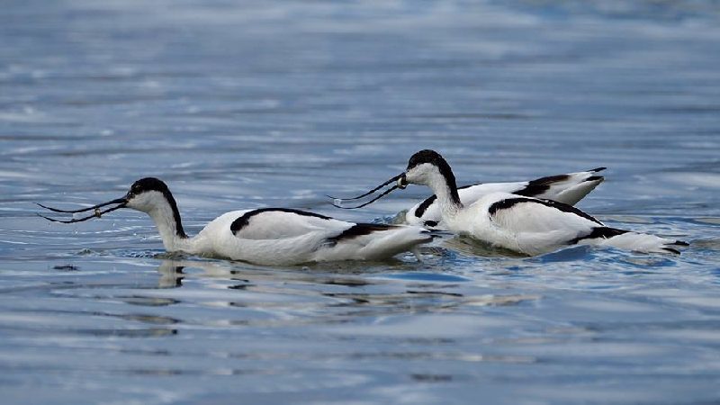 Avocette