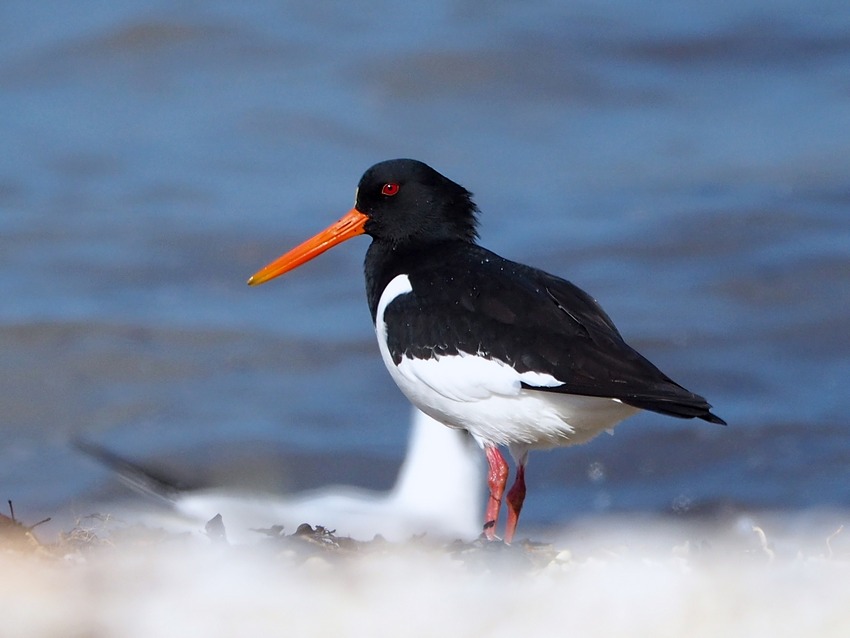 Beccaccia di mare  (Haematopus ostralegus)