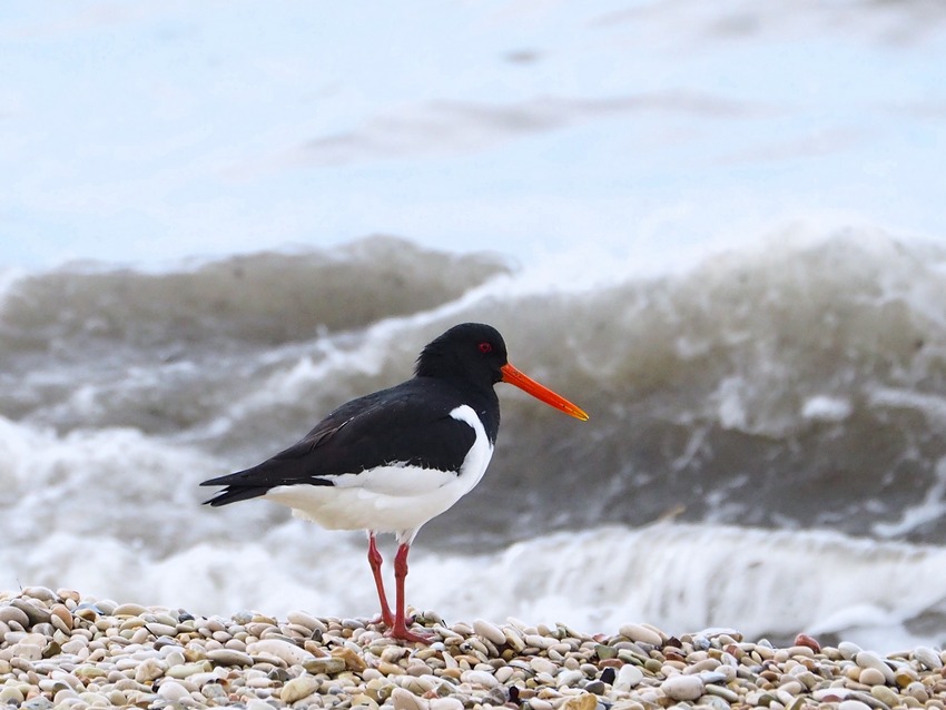 Beccaccia di mare  (Haematopus ostralegus)