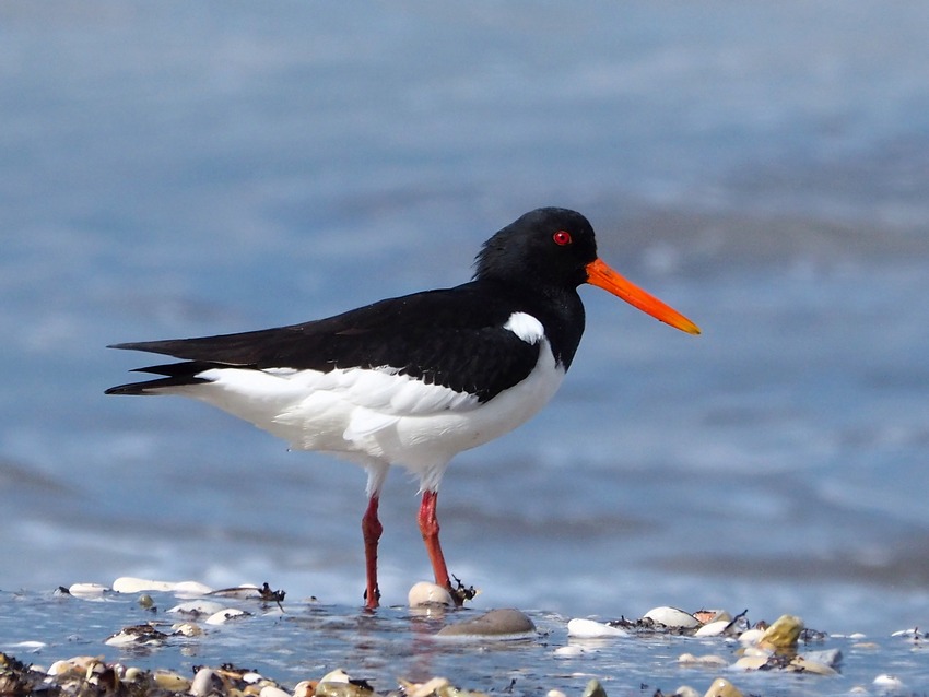 Beccaccia di mare  (Haematopus ostralegus)