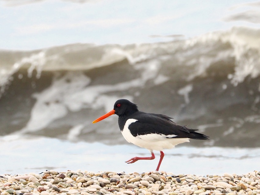 Beccaccia di mare  (Haematopus ostralegus)