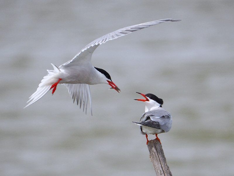 Il dono della Sterna (Sterna hirundo)