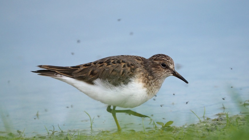 Gambecchio nano (Calidris temminckii)