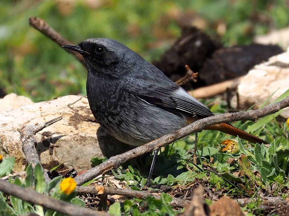 Codirosso comune (Phoenicurus phoenicurus), maschio