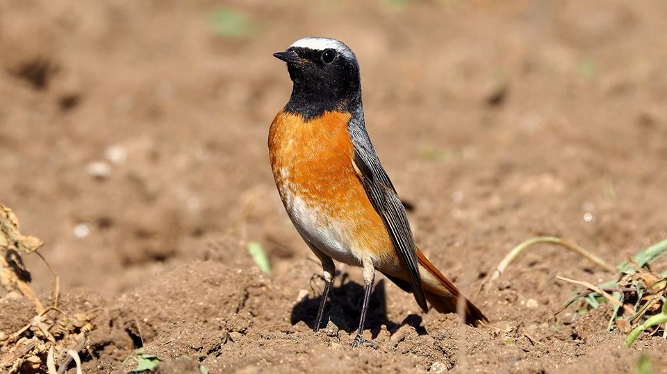 Codirosso comune (Phoenicurus phoenicurus), maschio