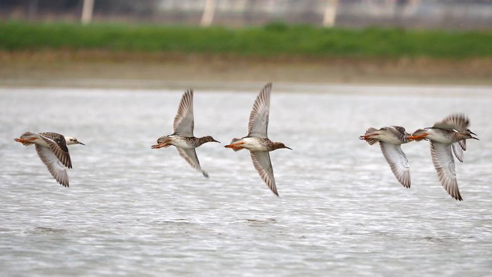 limicolo olandese:  giovane Combattente (Philomachus pugnax) da confermare