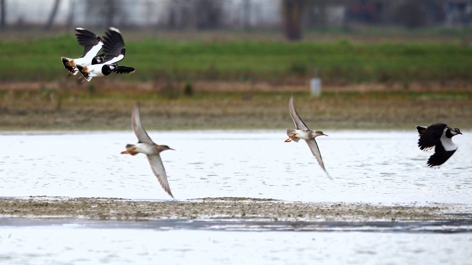 limicolo olandese:  giovane Combattente (Philomachus pugnax) da confermare