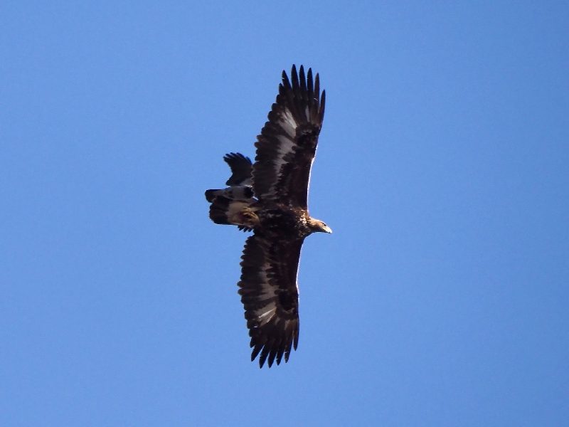 Aquila reale (Aquila chrysaetos)