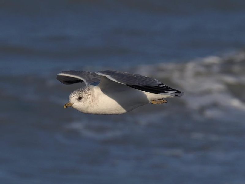 Gavina  (Larus canus)