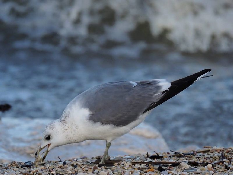 Gavina  (Larus canus)