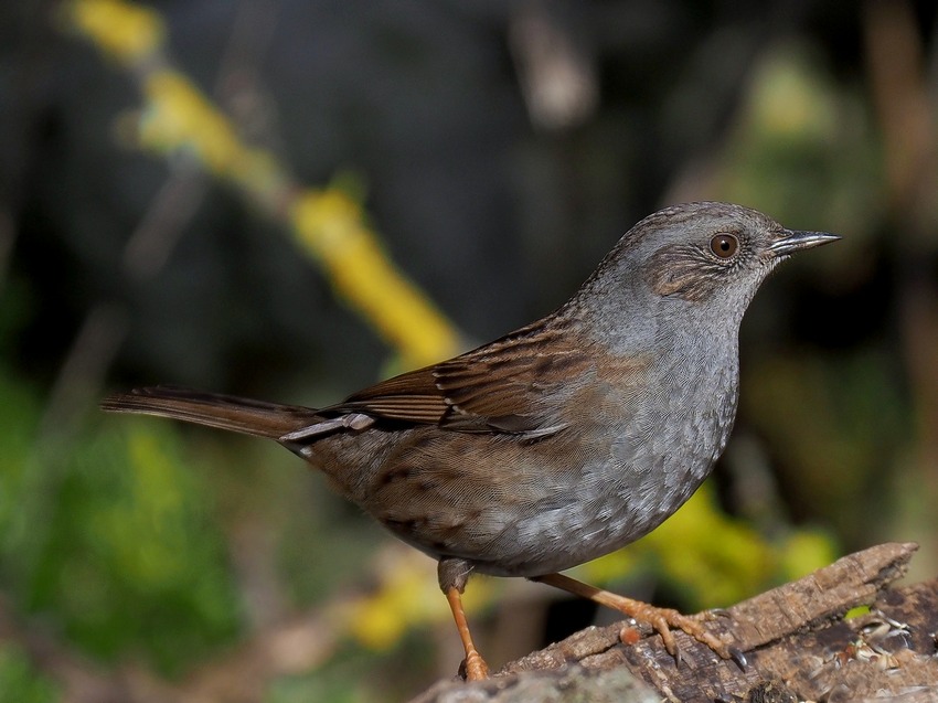 Passera scopaiola (Prunella modularis)