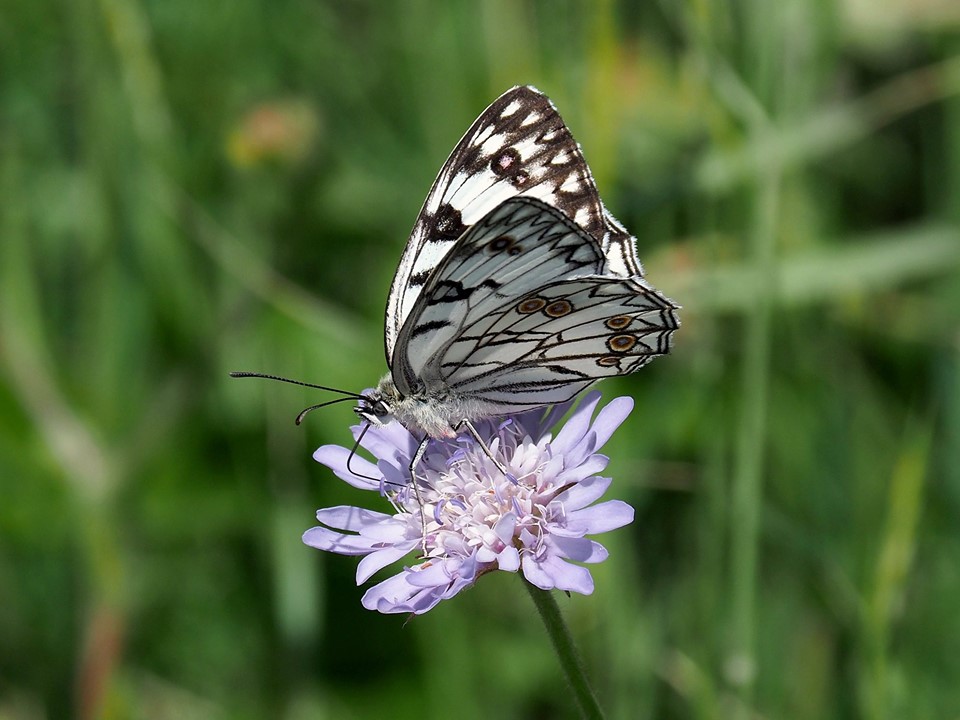 Melanargia arge (Nymphalidae)  salentine