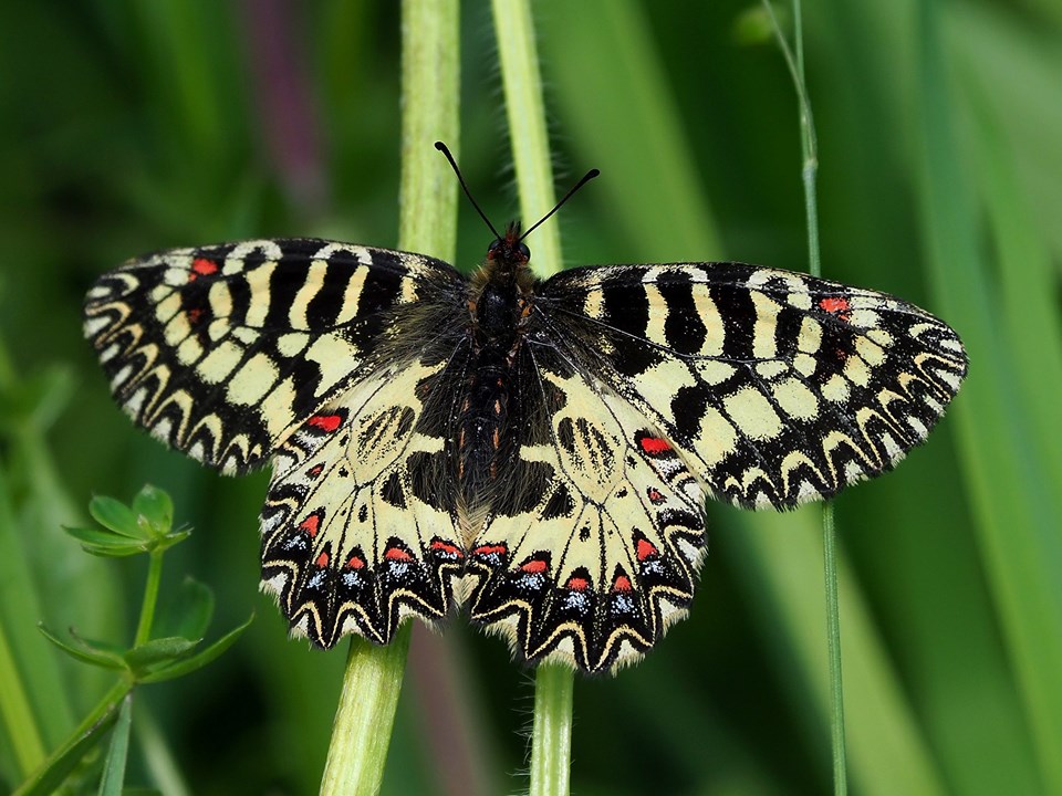 Zerynthia cassandra