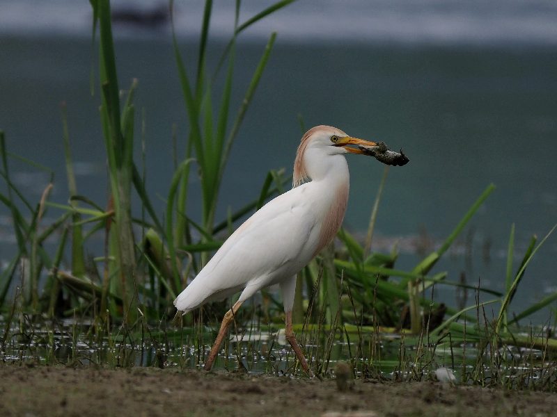 il Guardabuoi (Bubulcus ibis) e il... rospo smeraldino