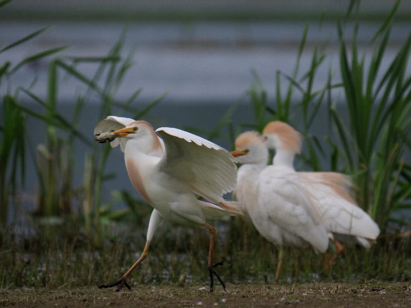 il Guardabuoi (Bubulcus ibis) e il... rospo smeraldino