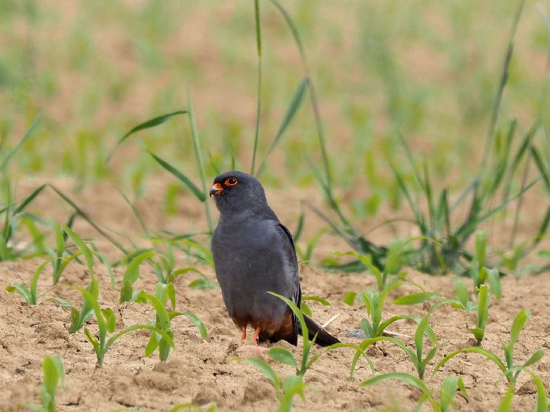 Falco cuculo♂️(Falco vespertinus )