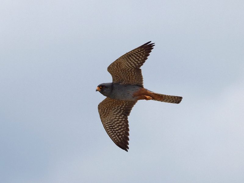 Falco cuculo♂️(Falco vespertinus )