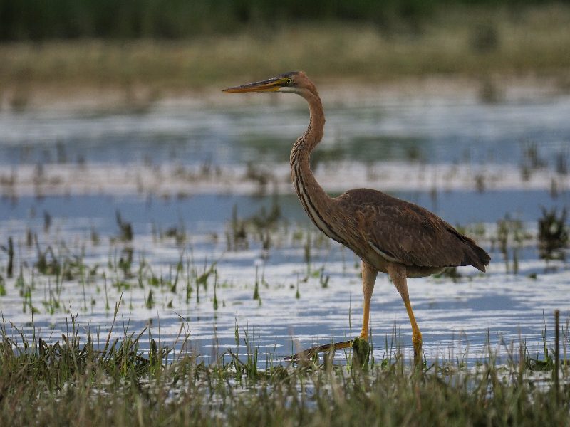 Giovane Airone rosso  (Ardea purpurea)