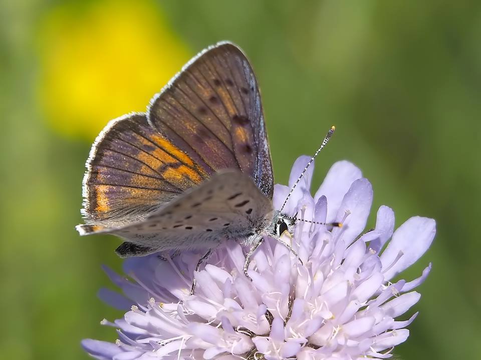 Lycaena alcyphron gordius